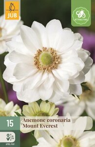 Anemoon coronaria mount everest 15 bollen