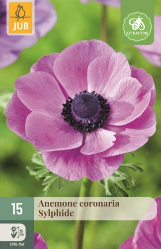 Anemoon Coronaria Sylphide 15 bollen - afbeelding 1