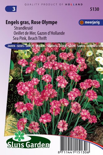 Armeria Maritima Splendens zaden Engels gras