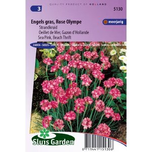 Armeria Maritima Splendens zaden Engels gras