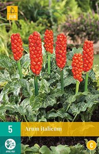 Arum italicum 5 bollen