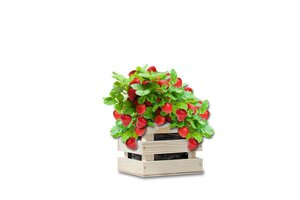 Baza garden box sappige aardbei - afbeelding 2