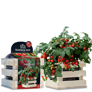 Baza garden box struiktomaat minibel