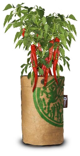 Baza pepperclub cayenne long slim - afbeelding 2