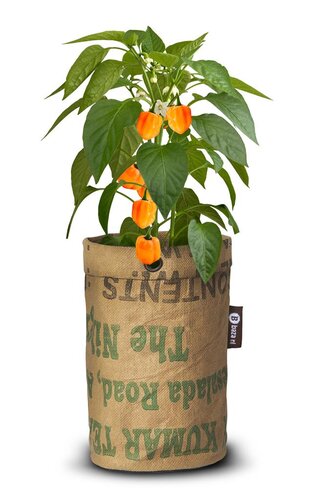 Baza pepperclub habanero orange - afbeelding 2