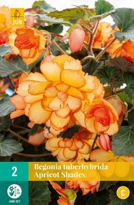 Begonia apricot shades