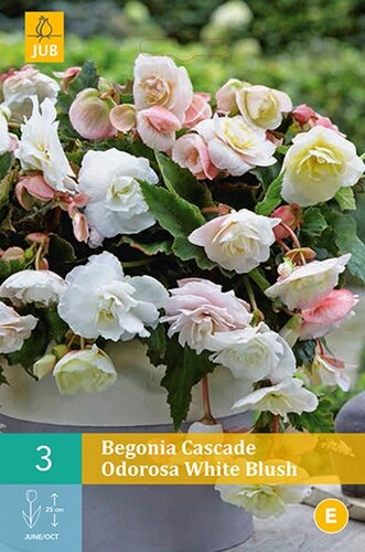 Begonia cascade odorosa white blush