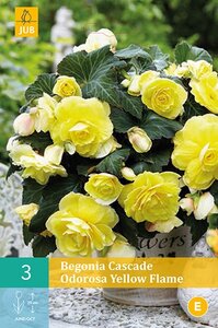 Begonia cascade odorosa yellow flame