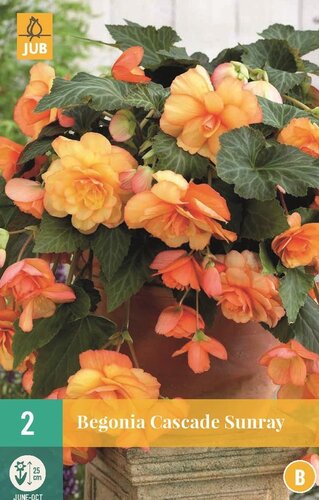 Begonia cascade sunray