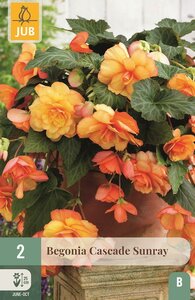 Begonia cascade sunray
