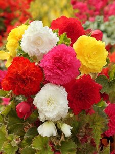 Begonia fimbriata mix - afbeelding 2