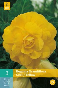 Begonia Grandiflora geel