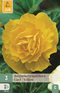 Begonia Grandiflora geel