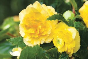 Begonia Grandiflora geel - afbeelding 2