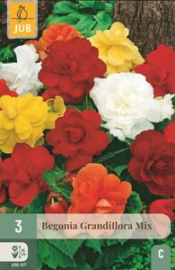 Begonia grandiflora mix