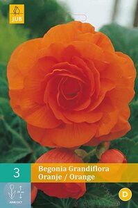 Begonia Grandiflora oranje