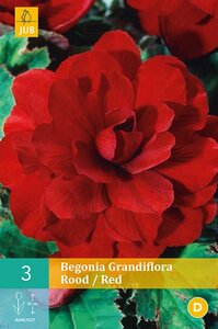 Begonia grandiflora rood