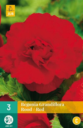 Begonia grandiflora rood