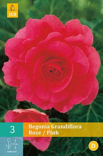 Begonia grandiflora roze