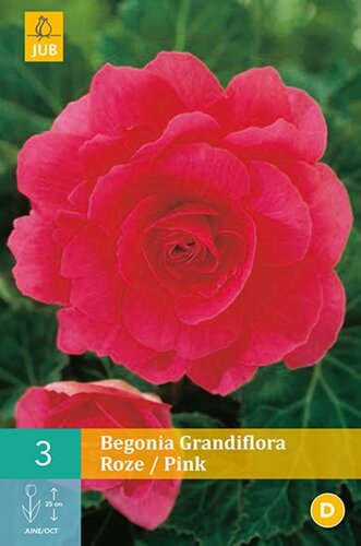 Begonia grandiflora roze