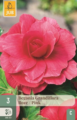 Begonia grandiflora roze - afbeelding 1
