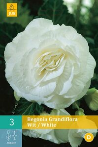 Begonia grandiflora wit