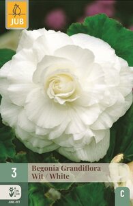 Begonia grandiflora wit