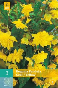 Begonia pendula geel