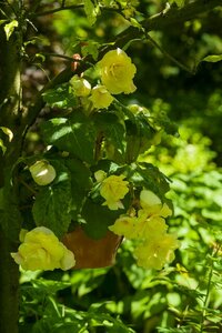 Begonia pendula geel - afbeelding 2