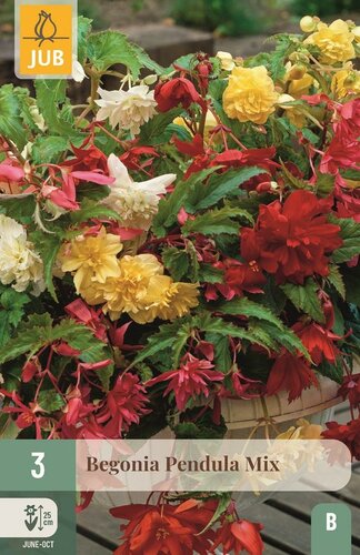 Begonia pendula mix