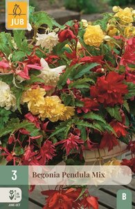 Begonia pendula mix