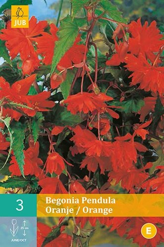 Begonia pendula oranje