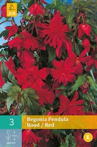 Begonia pendula rood