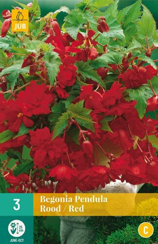 Begonia pendula rood - afbeelding 1
