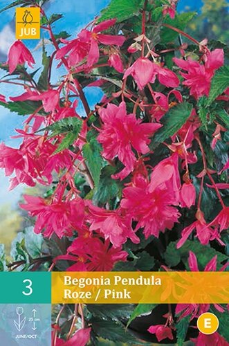 Begonia pendula roze