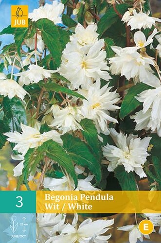 Begonia pendula wit