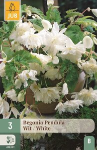 Begonia pendula wit