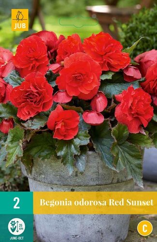 Begonia red sunset