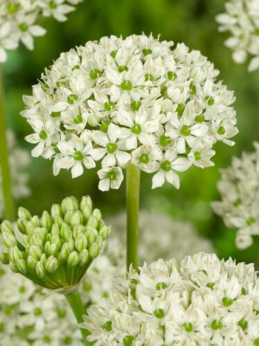 Bio allium nigrum 5 bollen - afbeelding 2