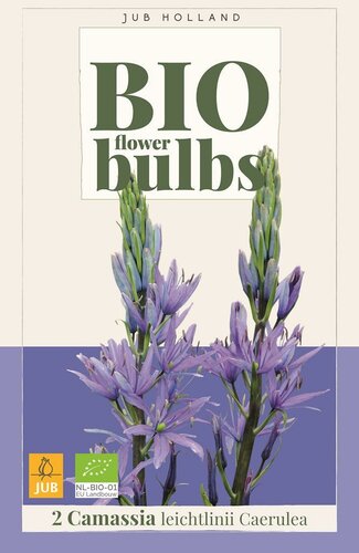 Bio Camassia Leichtlinii Caerulea 2 bollen - afbeelding 1