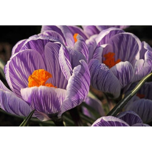 Bio crocus king of the striped 10 bollen - afbeelding 2