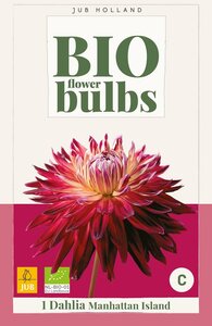 BIO Dahlia Manhattan island