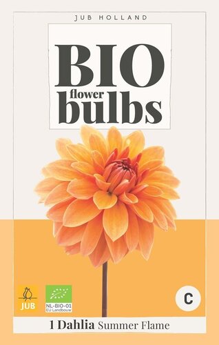 BIO Dahlia Summer flame