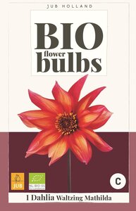 Bio dahlia waltzing mathilda - afbeelding 2
