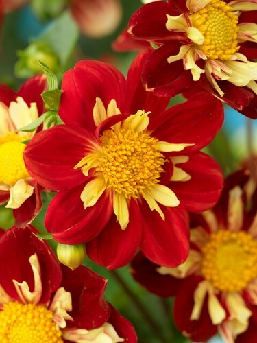 Bio dahlia impression festivo - afbeelding 2