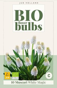 Bio muscari white magic 10 bollen - afbeelding 3