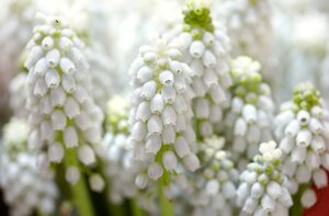 Bio muscari white magic 10 bollen - afbeelding 2