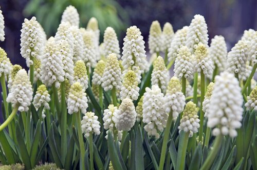 Bio muscari white magic 10 bollen - afbeelding 3