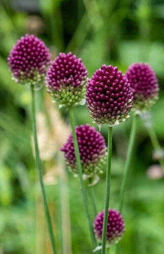 Bio allium sphaerocephalon 15 bollen - afbeelding 2