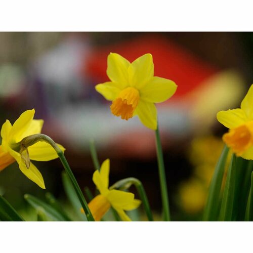 Bio narcis jetfire 5 bollen - afbeelding 2